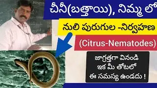 చీనీ(బత్తాయి), నిమ్మ లో- నులిపురుగుల -నిర్వహణ.#citrus Nematode Treatment schedule. by..dr rss.
