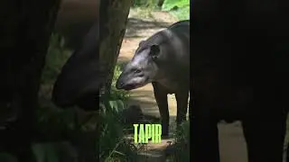 Amazon&iacute;a