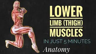 Lower Limb (Thigh) Muscles In Just 5 Minutes | Anatomy Muscles | Lower Limb Muscles | Tricks