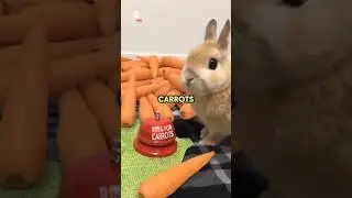 Carrots are NOT bunnies main diet food. 🐰🥕