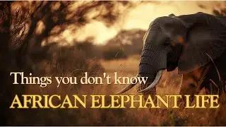 African Elephant Life Cycle: From Birth to Maturity | Animals Around Us