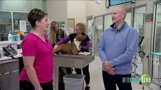 PacWest 24/7 Emergency and Critical Care For Pets