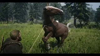 Taming the Gigantic Beast the Hungarian Halfbred.