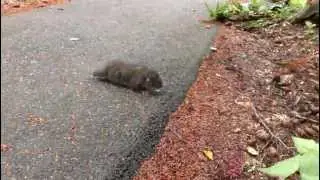 Mountain Beaver don't care