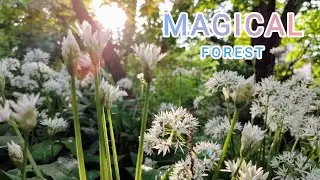 Spring Sunset Ambience | Beautiful Flowers and Nature Sounds 🧙🏼&zwj;♂️🐝 4K