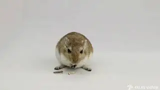 Jerbo en 4K - Gerbil 4K