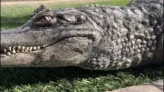 Phoenix Herpetological Sanctuary | Reptile Shelter