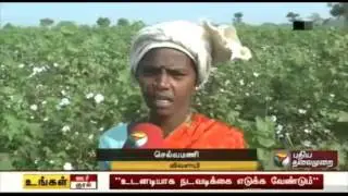 Cotton farmers demand compensation for the loss incurred due to the rains