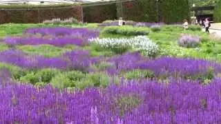 Lurie Garden Salvia River