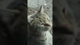 Bard Ogi and the cats 🐈🎥😻 #cat #cats #gatos