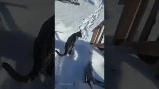 When a Cat Meets Snow for the First Time: A Heart - melting Scene#cat #catsoftiktok #catlover