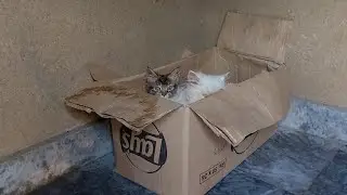 From Angry to Angel: Cat Adopts a Rescue Kitten 🥹🐾