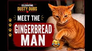 GINGERBREAD Man - HILARIOUS Cat Reel that Made Us LAUGH by Dusty Dub!!!