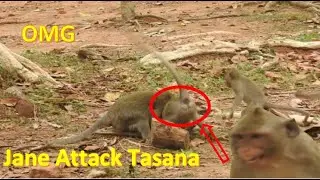 Ah yi ! Jane Monkey  bite & attack Tasana  Monkey Very seriously and  Attack violently