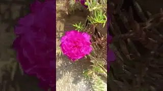 #beautiful #button #rose #flowers 🌹🥀