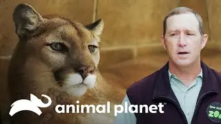 Rescate de dos cachorros de puma | El Zoológico de San Diego | Animal Planet