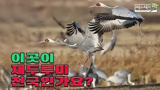 이곳이 재두루미 천국인가요?