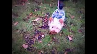 walking daisy
