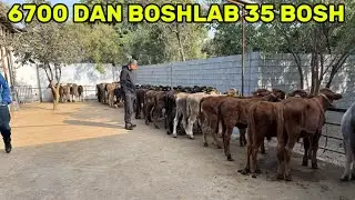 👍👍6700 Dan BOSHLAB MOLLAR KELDI 35 BOSH ULGURIB QOLING 👀👀