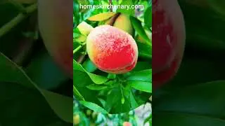 fruits video visit:  