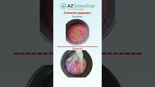 Monster Bloom Real vs Fake (Ru)