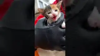 You Won't Believe How Tiny These Rescued Kittens Are! 🥺