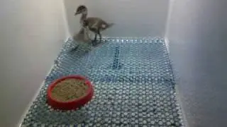 Juvenile Maned ducks (Maned geese/ Chenonetta jubata) in their tank