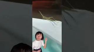 #reels #funny #beautifulworld #cute #lifeonearth #animals #animallife #shortvideo #shorts