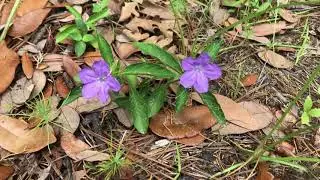Carolina Wild Petunia