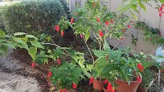Turk's Cap 