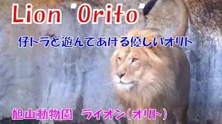 仔トラと遊んであげる優しいオリト（旭山動物園　ライオンのオリト）~ A gentle lion playing with a baby tiger ~