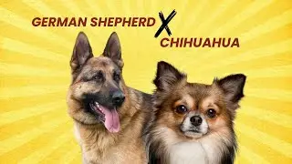 German Shepherd Chihuahua Mix &ndash; The Most Unexpected Dog Combo!