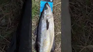 Pollock 61cm #fyp #fup #pollock #pollockfishing #fishing #ireland