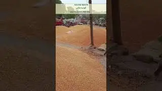 PAR: Gojra Ghalla Mandi Maize Rates