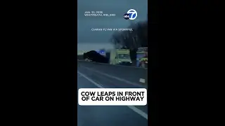 Cow leaps in front of car on highway