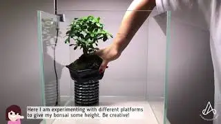 Aquascape Ideas: Bonsai Moss Hill in a 30cm nano cube