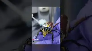 These cyborg insects are made in a lab in Singapore