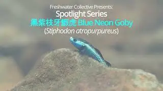Spotlight series: 紫身枝牙鰕虎魚 Blue Neon Goby (Stiphodon atropurpureus)