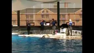 Dolphin Big Jump
