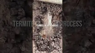 Amazing Ground Termites Found by Termite Technician!