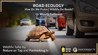 ROAD ECOLOGY: How Do We Protect Wildlife On Roads | Nature on Tap | June 2024