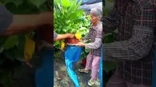 Clever packaging techniques for green plants