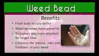 Best Way to Keep Marijuana Fresh Using Weed Bead