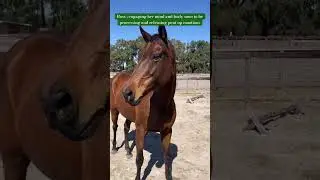 EQUINE ENERGY HEALING SESSION with Ross after work at liberty #equinehealing #equinetherapy #energy