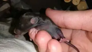 Rat baby Update. Rip 2 rattos