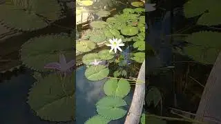 Conhece as duas? Orqu&iacute;dea Bambu Arundina bambusifolia e Ninfeia Alba Nymphaea alba