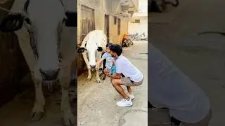subscribe me #shortvideo #baffalo #youtubeshorts