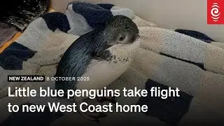 Little blue penguins take flight to new West Coast home | RNZ
