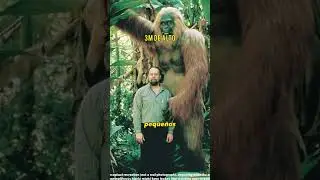 Gigantopithecus blacki #paleontologia #dinosaurios #curiosidades #fosiles #prehistoria