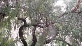 The Fall Of Red Ironbark